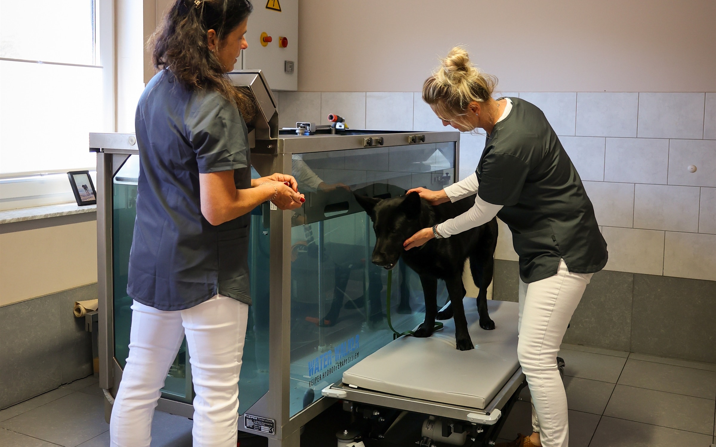 Behandlungssituation mit Hund in der Tierarztpraxis Bühner